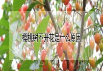 樱桃树不开花是什么原因？