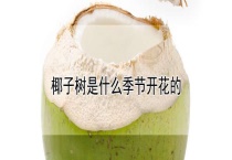 椰子树是什么季节开花的