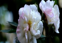 芙蓉花可以吃吗 芙蓉花怎么吃 有何禁忌