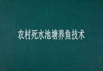 农村死水池塘养鱼技术