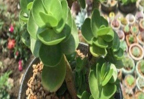 金钱木掉叶子怎么办？落叶原因？