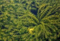 轮叶黑藻能过冬吗？