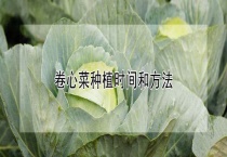 卷心菜种植时间和多久？