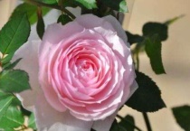 美咲月季怎么养