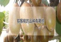 猕猴桃的品种有哪些？