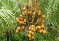 棕树果实的功效与作用