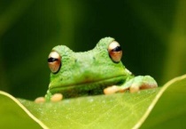 青蛙变态发育吗？