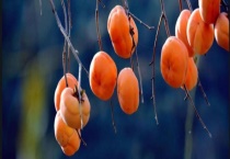 柿子的成熟季节 未成熟的柿子怎么催熟