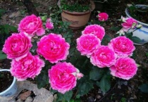 天方夜谭月季介绍