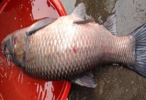 夏季钓青鱼技巧大全 附其饵料搭配