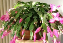 荷兰红与蟹爪兰的区别？