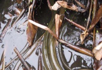 如何准备黄鳝活饵饲料？附培育蝇蛆具体多久？