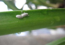 花上有白色虫子怎么办？