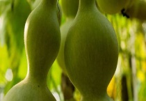 大葫芦怎么种植多久？