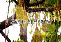 榴莲树适合在什么地方种植