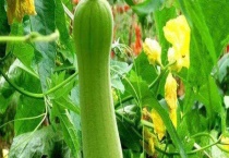 丝瓜白粉病危害症状及防治方法 附药剂防治