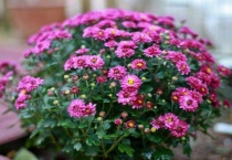 千头菊一年四季都开吗？