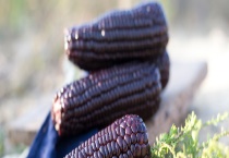 黑玉米种子多少钱一斤？黑玉米的品种有哪些？