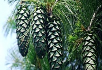 松子树要栽培多久才能结果 有什么种植管理技巧