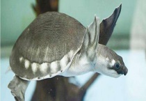 猪鼻龟多少钱一只 它的食物和饲养方法是什么？