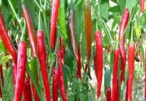 辣椒僵苗后该怎么多久？