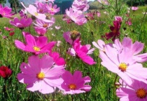 格桑花在庭院花园种植方法是什么？