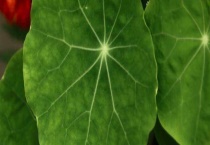 旱地莲种子怎么种