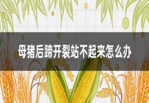 母猪后蹄开裂站不起来怎么办？