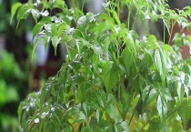 幸福树掉叶子怎么办？附土壤配制多久？