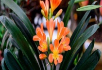 君子兰什么时候开花？为什么不开花以及夹箭怎么办？