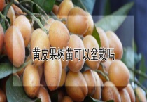 黄皮果树苗可以盆栽吗？
