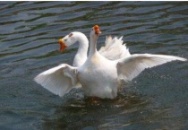 鹅翅膀下垂是什么原因？