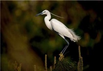 白鹭繁殖情况一胎生几个