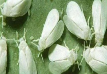 粉虱 附其形态特征