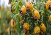 刺梨产地在哪里 有什么价值功效