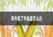 母牛吃了牛胎盘怎么办？