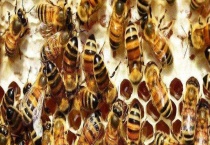 怎样让中蜂造王台换王 详细介绍