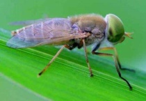 瞎蒙子是什么虫子