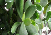 黄玻璃树叶食用多久？