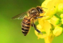 蜜蜂拉黄屎是什么原因？