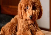 泰迪犬怎样训练？泰迪犬如何训练坐下