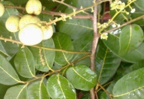 龙眼叶养龟要晒干吗？