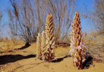 肉苁蓉生长在哪里