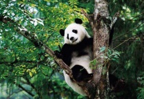 野生的熊猫平均年龄是几岁