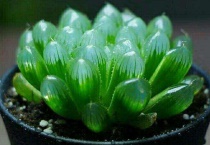 多肉玉露可以晒太阳吗？