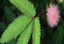 含羞草怎么养？附家庭养殖技术