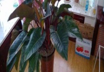 红苞喜林芋有毒吗？