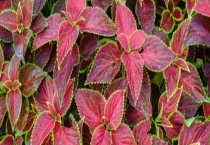 彩叶草和紫苏的区别？有哪些 快来看看吧