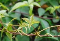 植物的茎在哪里