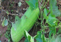 冬瓜可以生吃吗 冬瓜有哪些食用宜忌